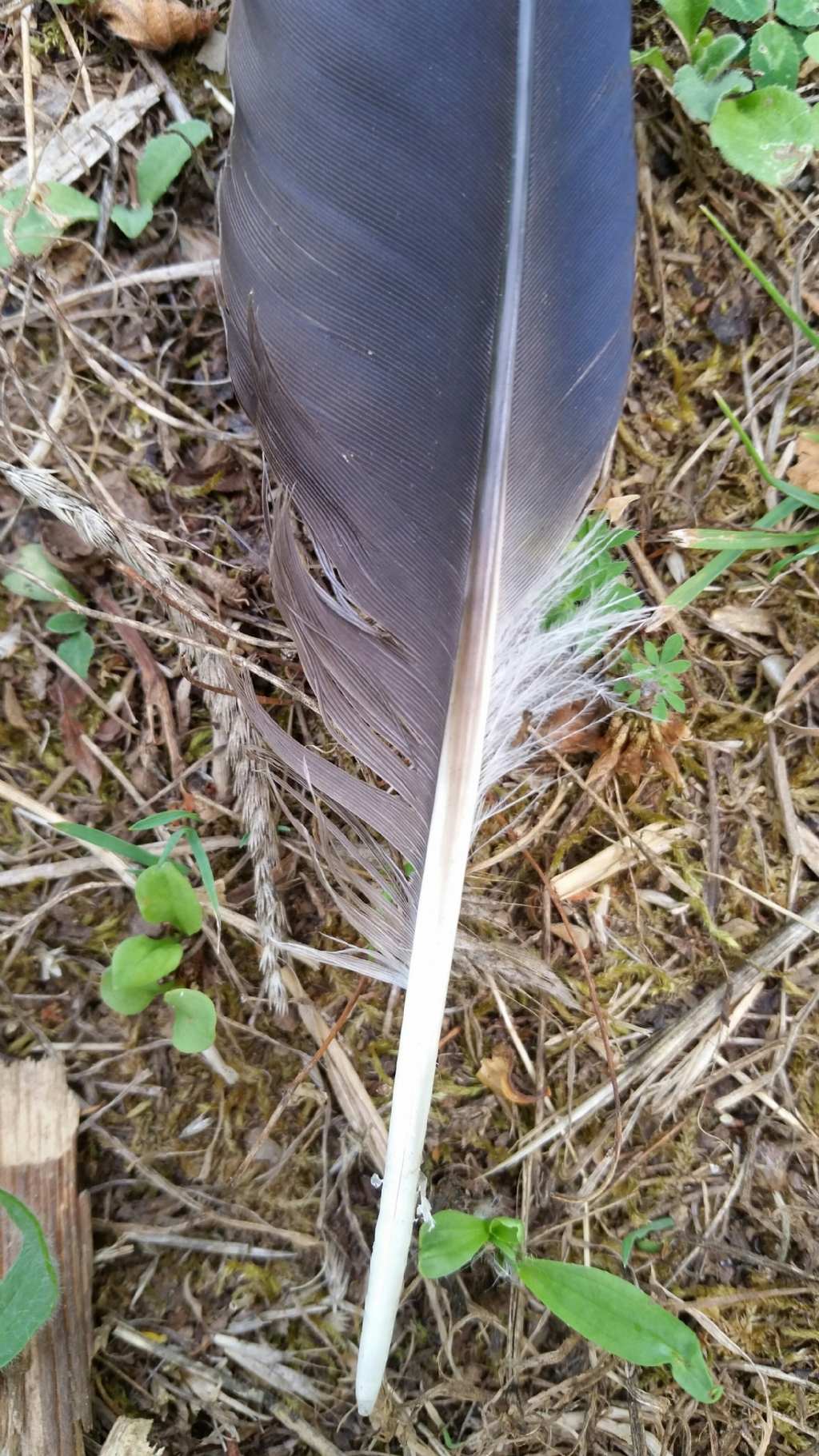 Riconoscimento penne